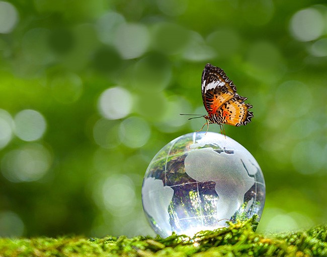 Eine Weltkugel in Form eines Wassertropfens liegt im grünen Gras. Durch Sie schimmern die Bäume des Waldes. Auf ihr sitzt ein Schmetterling.
